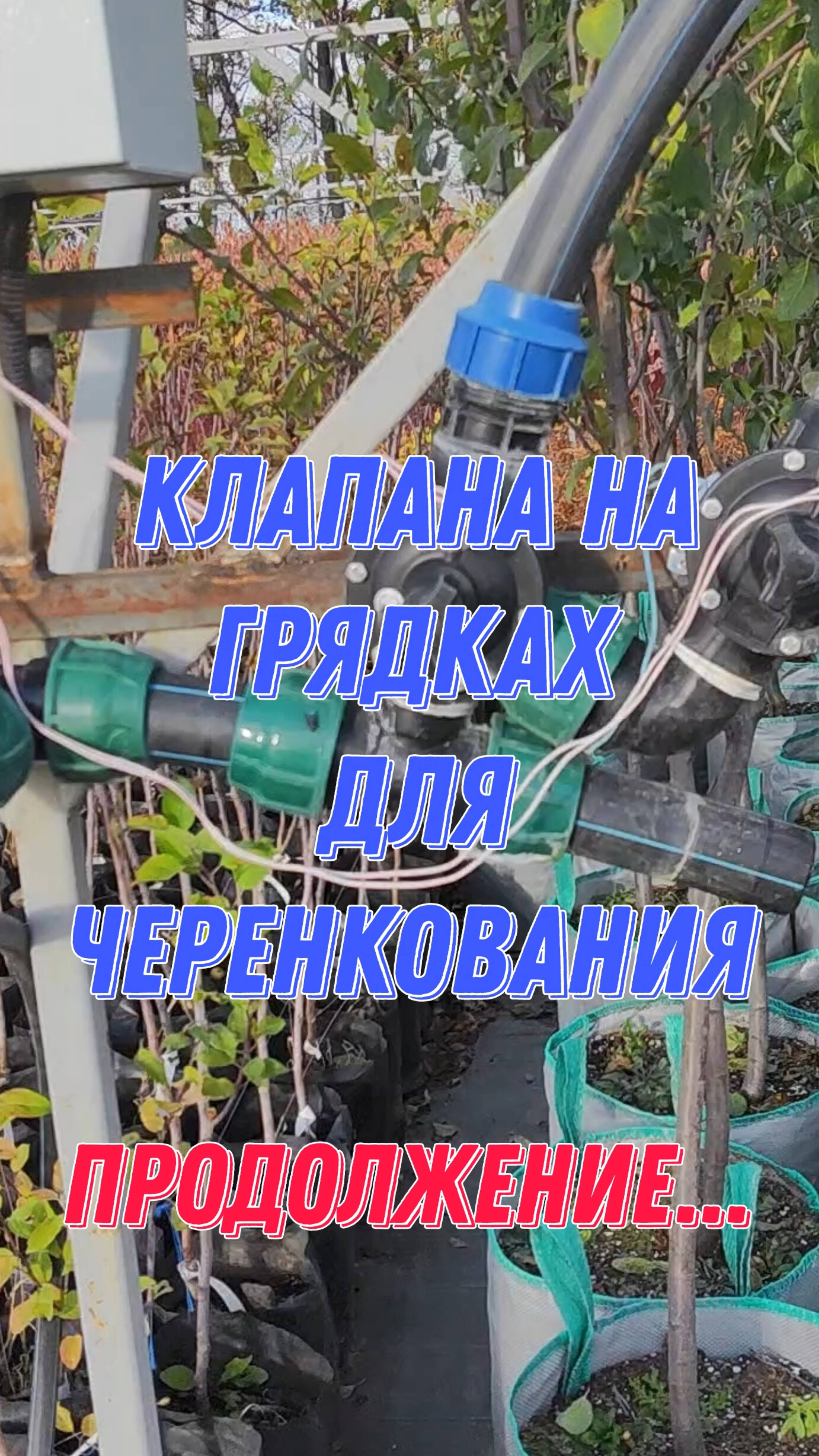 Клапана на грядках для черенкования. Продолжение... смотреть онлайн