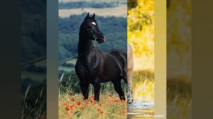 Лошади !!!!💗💗💗💗 Канал ПеРсИкИ !!!!!