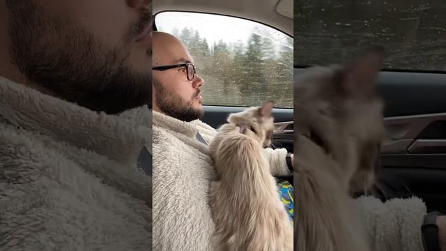 Дальняя дорога с кошкой в автомобиле #shorts | long road with a cat in the car