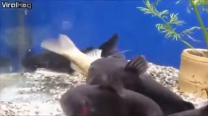 аквариумный сомик - ЖЕСТЬ!!!