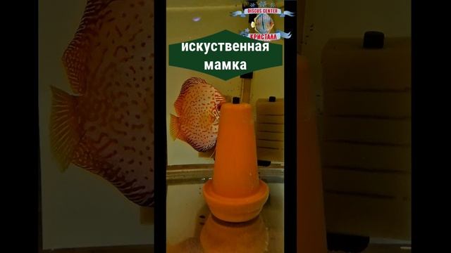 Подкармливаю малька искусственно!