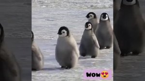 Penguin video| Cute baby penguin|| Baby animals video for kids|| Cute penguins| kids video