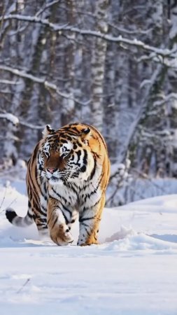 A Rare Encounter_ Amur Tigers Cross Paths in the Wild