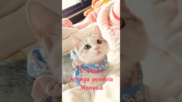 Nama - nama kucing betina Islami.   #short #namakucing