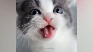 #127 Самые смешные животные. Приколы с котами и собаками