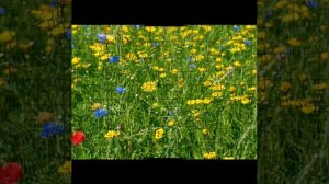 Верность Твоя велика, о мой Боже!
Мудрость и милость Ты дивно явил