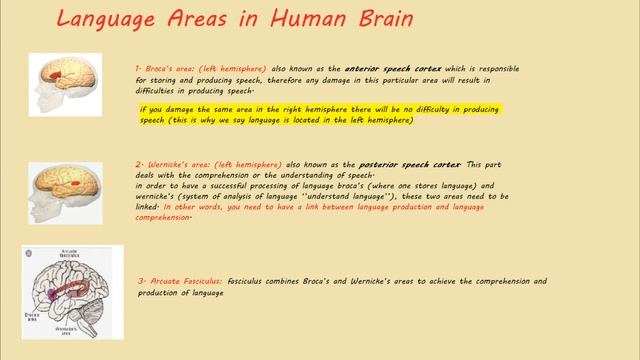 Psycholinguistics (part2): Language and The Brain смотреть онлайн