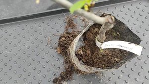 чернослив вижен
Мой сайт - https://www.prosad67.ru