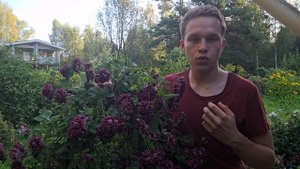 ВИДОВЫЕ КЛЕМАТИСЫ-ЛУЧШИЕ
ЦВЕТУЩИЕ ЛИАНЫ. Ботанический Purpurea
Plena Elegans и Клематис Альпийский