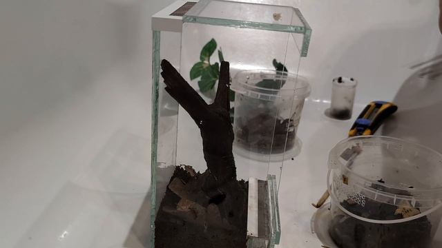 Пересадка паука охотника гетероподы (Heteropoda venatoria) смотреть онлайн