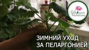 ЗИМНИЙ УХОД ЗА ПЕЛАРГОНИЕЙ