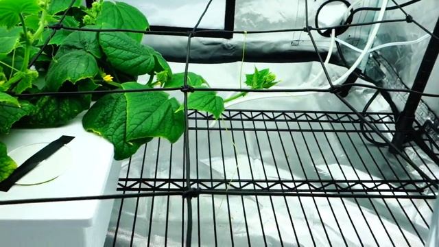 Hydroponic Broccoli + Hydroponic Cucumber Dec 4th Weekend Update