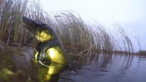 Соревнования по подводной охоте на кубок Петра в г. Ростов Великий на озере Неро.