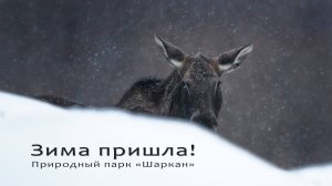 Зима пришла