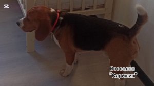 Новогодние каникулы