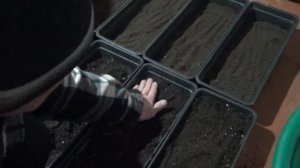 Подготовка грунта к посеву семян табака