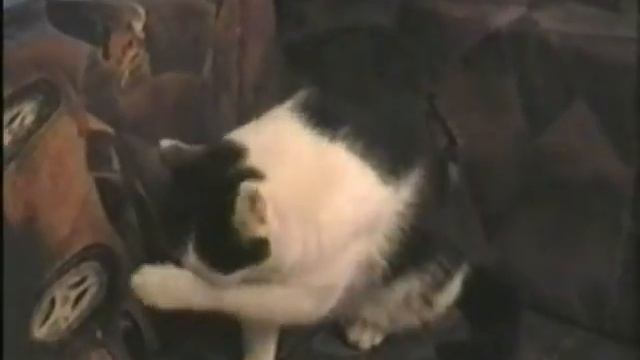 Кошачья жизнь.