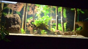Rasbora kalochroma