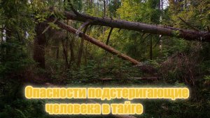 Опасности подстерегающие человека в тайге