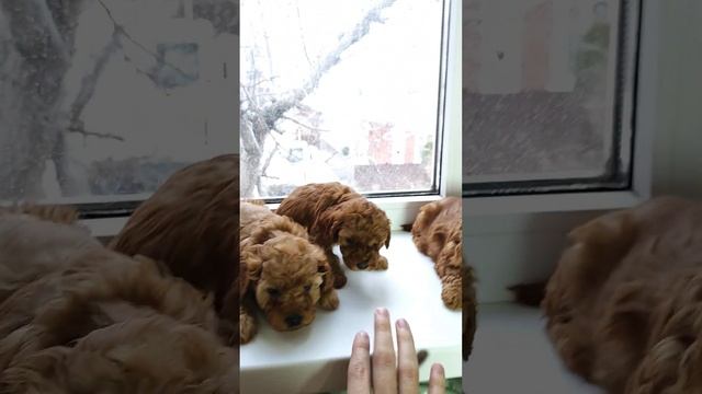 Снегири прилетели ❤️ #собака #ставрополь #пудель #dog #puppy #мальтипу #москва #животные #сочи