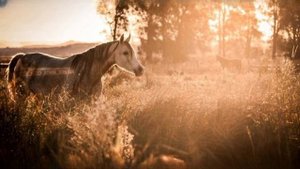 || Топ 5 моих любимых шляйхеров💋|| Лошади шляйх ||