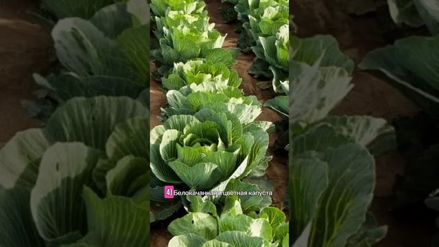 Какие овощи можно сажать в январе? #овощи #сад #огород смотреть онлайн