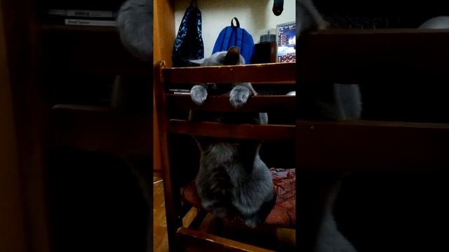 Упрямый Кот смотреть онлайн