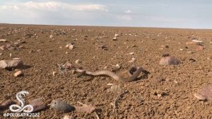 Встречаем его величество Тайпан