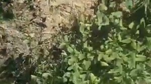 Сагыз сагасы карточник.