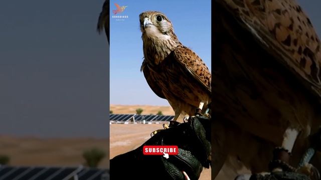 Kestrel calling #shorts #gotrails #kestrels #birdcalls #birdsounds #birdcall #birdofprey #kestrel
