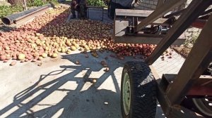 Вот какой урожай картошки удалось накопать в этом году. Жизнь в деревне