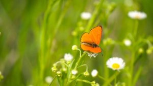 Милость Твоя надо мной велика