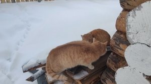 Два кота 😽😽
Что будет дальше?