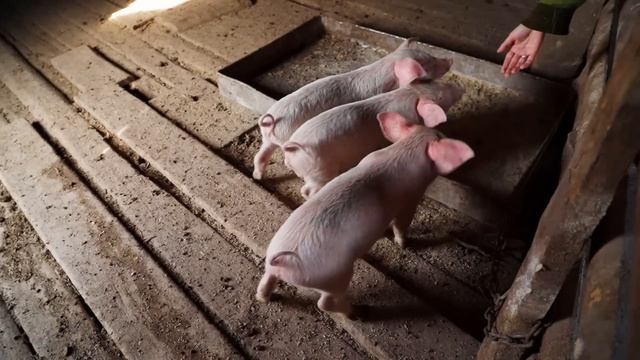 НА ЗАИМКУ ПРИЕХАЛА ПРОВЕРКА! БРОСИЛИ ВСЕ ДЕЛА И ПОЕХАЛИ ПОМОГАТЬ БАБУШКЕ  ПРЕДСТОЯЩИЕ ПОКУПКИ