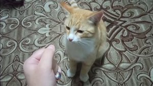 КАК НАУЧИТЬ КОТА КОМАНДАМ?!/туториал/в гостях у Кузи