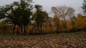 Самарский ботанический сад осенью.