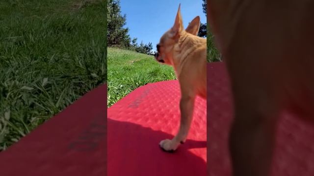 Брутальность момента зашкаливает... my super dog смотреть онлайн