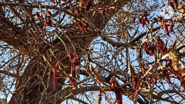 Кристина Мотиватор.Щеки.Оля Брендовна.Какой блат,чья свадьба,где цветы вам от ваших мужчин?