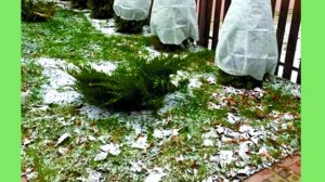 Туя.  Весенняя обработка от ожогов и болезней.