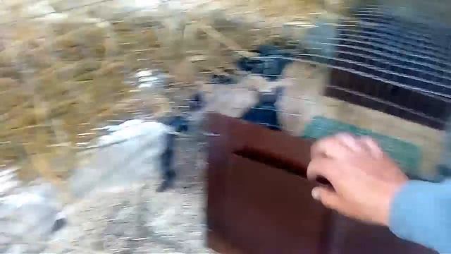 Маточники для кроликов,по типу промышленых смотреть онлайн