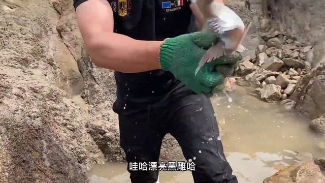 阿生用猪仔打窝，巨大米鱼八爪鱼上岸，还有魔鬼鱼狗头鲨！【赶海阿生】 смотреть онлайн