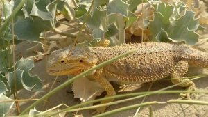 Curiosidades del Dragón Barbudo (Pogona vitticeps) que Muy Pocos Conocen