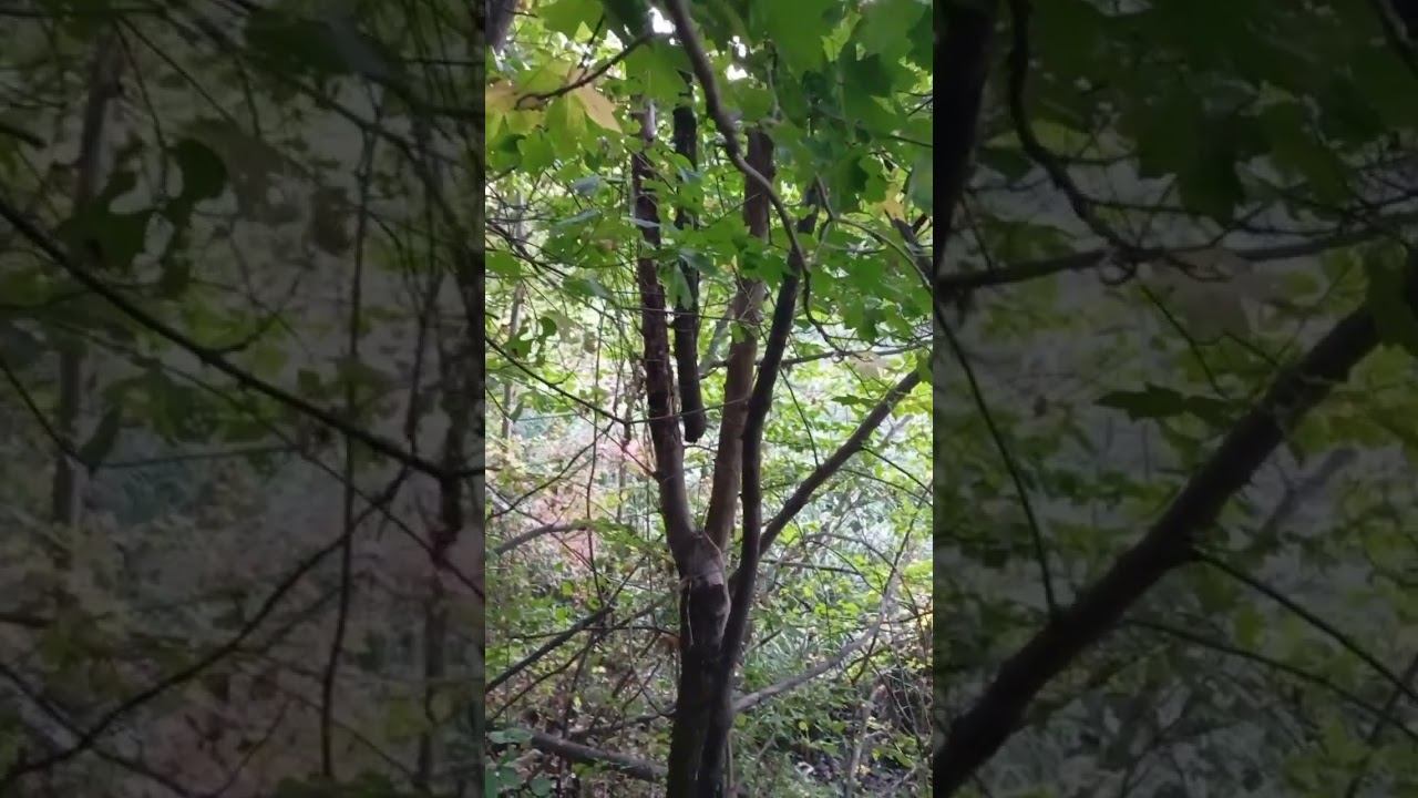 Война #украина #россия #рекомендации https://t.me/Anticall36 - моя телега смотреть онлайн