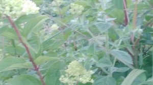 Кузнечик стрекочет)