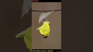 A Chocolate  Grass Yellow (Eurema sari sodalis) butterfly emerges from its pupal case