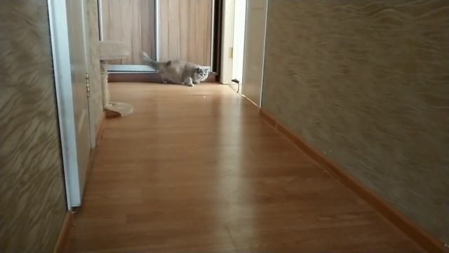 Cat tries to catch a red laser dot. / Кот пытается поймать лазерную точку ))