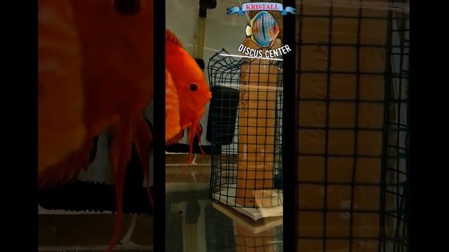 Крест Рафлезия+Редмелон
