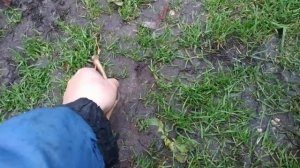 Виноград. Вызрела лоза или нет? 
Пытаемся определить