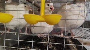 Клетка для откорма перепела