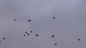 Голуби Серпасто-выворотные хутор Победа